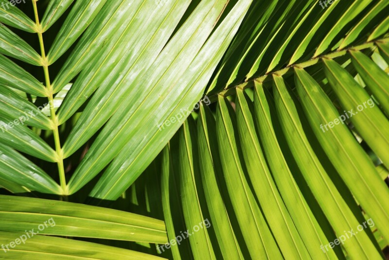 Palm Plant Foliage Green Nature