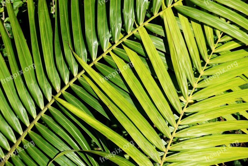 Palm Plant Foliage Green Nature