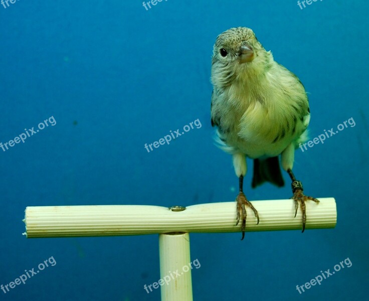 Canaries Black Opal Aviary Free Photos