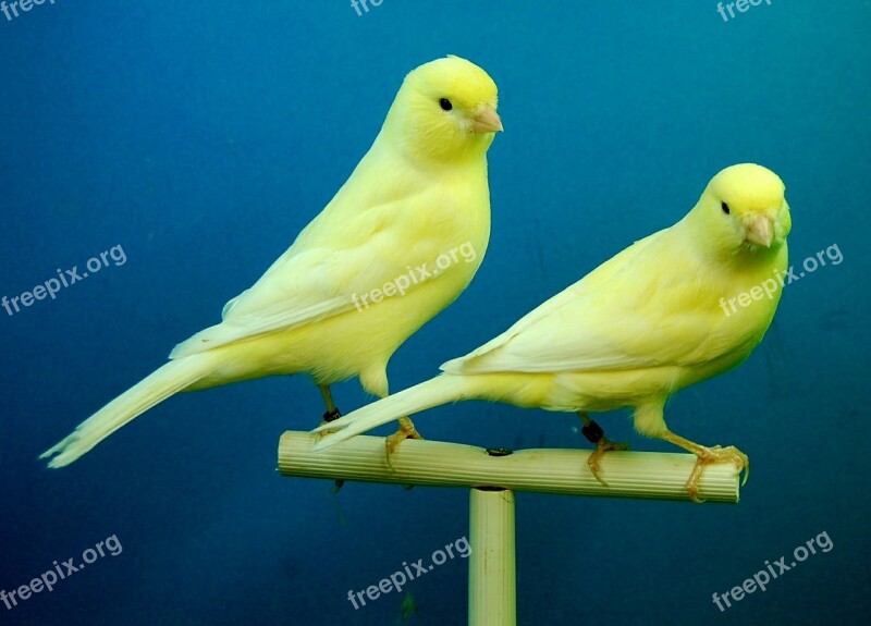 Canaries Yellow Aviary Free Photos