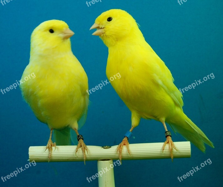 Canaries Yellow Aviary Free Photos