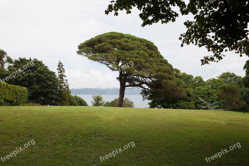 Pine Park Trees Meadow Hill