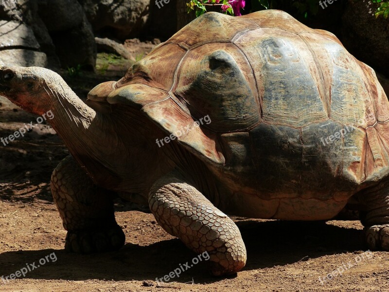 African Spurred Tortoise Turtle Large Giant Tortoise Geochelone Sulcata