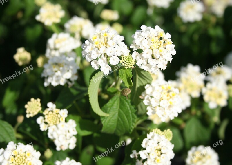 Lantana Ornamental Plant White Flower Floral