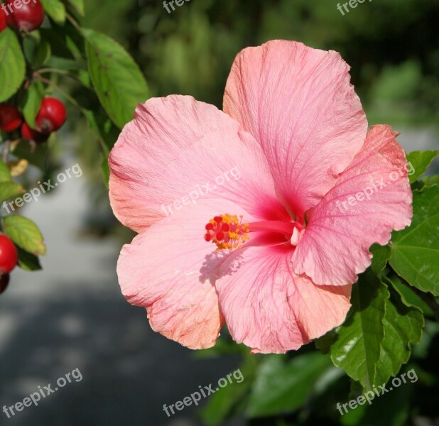 Hibiscus Flower Floral Hibiscus Rosa Sinensis Malvaceae