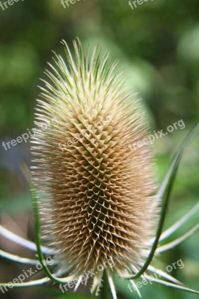 Teasels Dipsacus Prickly Summer Autumn