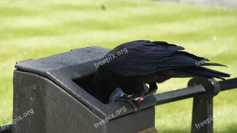 Raven Blackbird Bird Litter Food