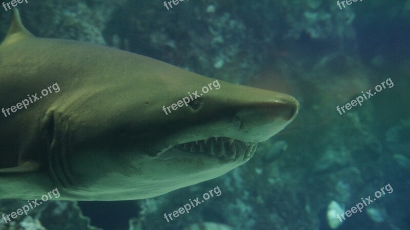 Shark Teeth Underwater Sea Predator