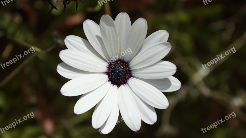 Osteospermum Ecklonis Marguerite Osteospermum Cape Marguerite Daisy