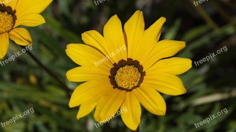 Gazania Splendens Flower Asteraceae Yellow Gazania Rigens