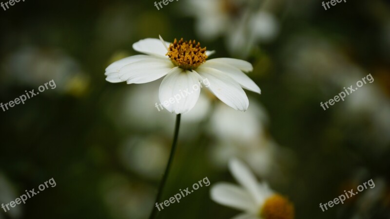 Daisy Flower White Yellow Garden