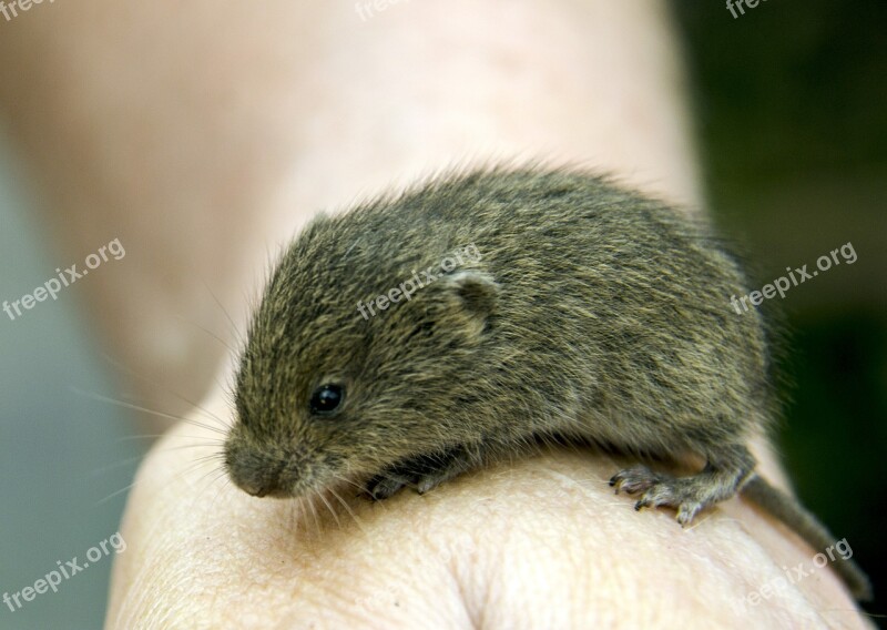 Vole Rodents Hamster Animals Hand