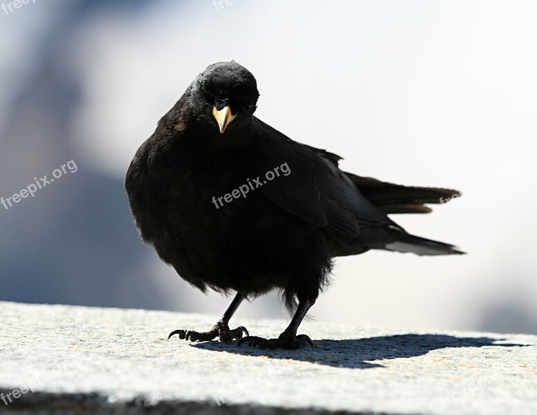 Jackdaw Bird Black Chough Bergdohle