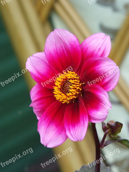 Flower Petal Stamen Colour Red