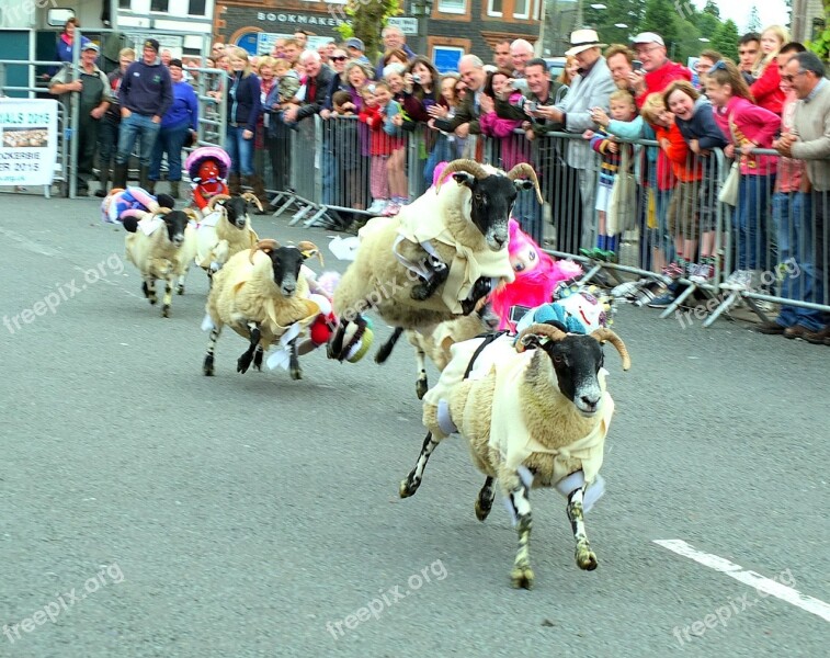 Sheep Race Racing Fun Fair