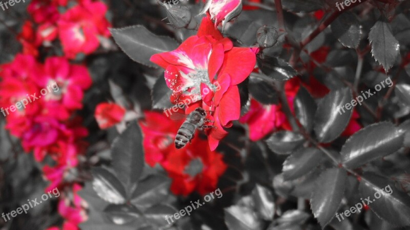 Flower Red Bee Nature Floral