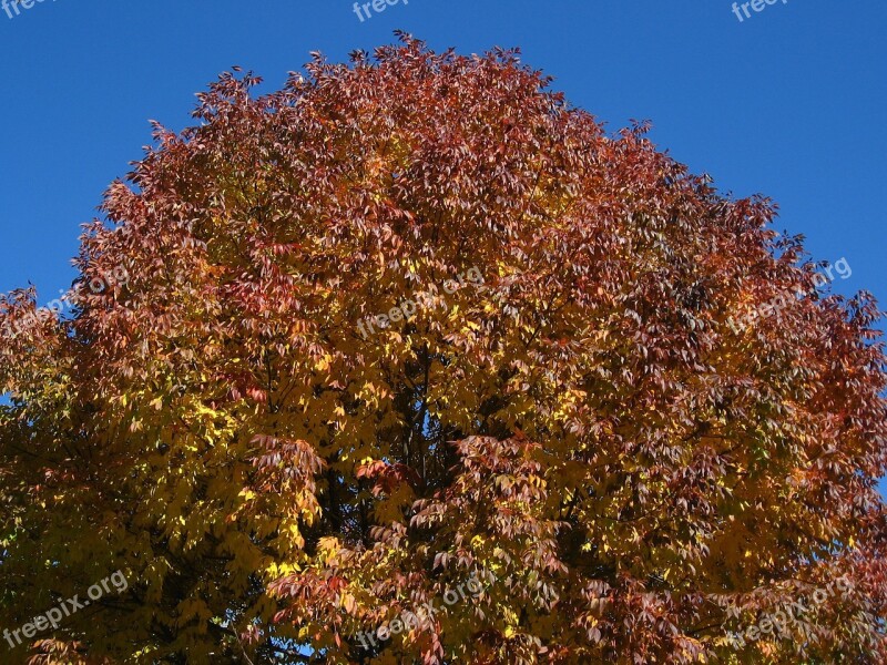 Tree Leaves Autumn Fall Nature