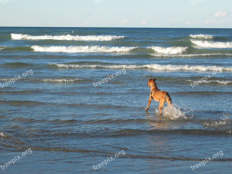 Dog Beach Waves Water Blue