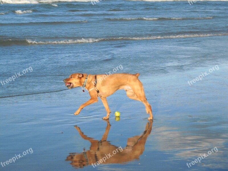 Dog Walk Beach Nature Coast