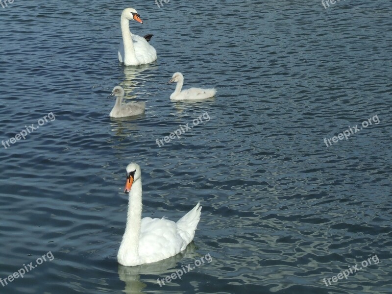 Swans Waterfowl Baby Swans Free Photos