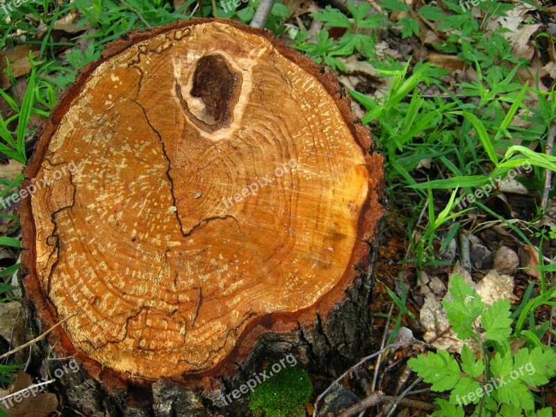 Tree Stump Rings Free Photos