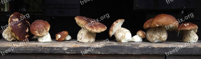 Cep Herrenpilz Mushroom Noble Rot Brown