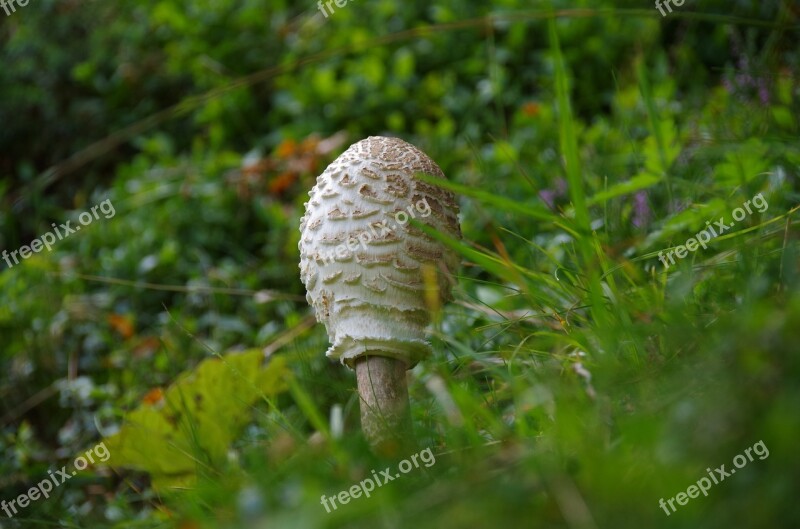 Mushroom Parasol Screen Screen Fungus Giant Schirmling