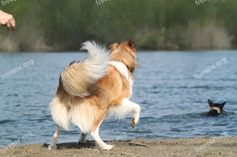 Collie Dog Friends Water River