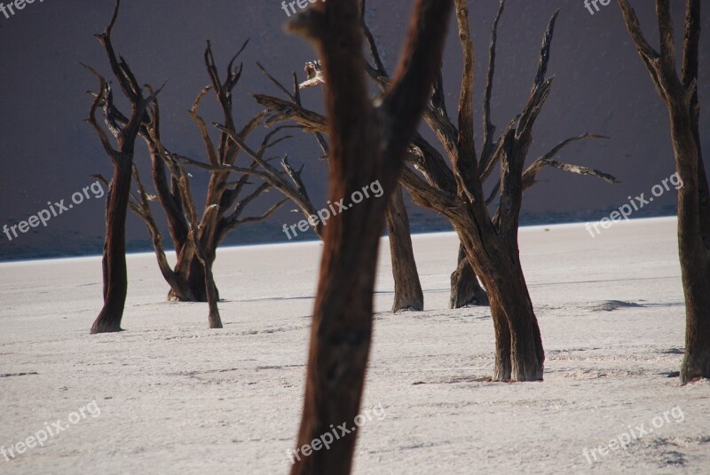 Forest Tree Landscape Nature Konary