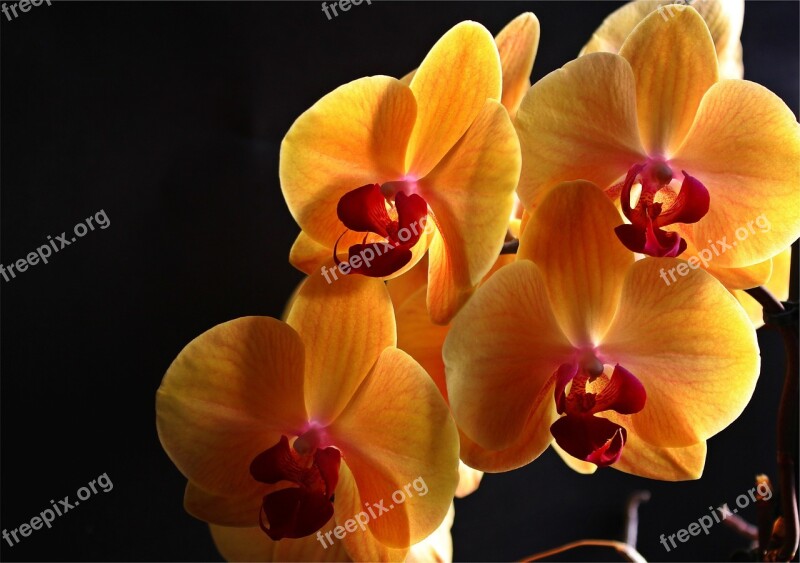 Orchid Flowers Plant Yellow Inflorescence