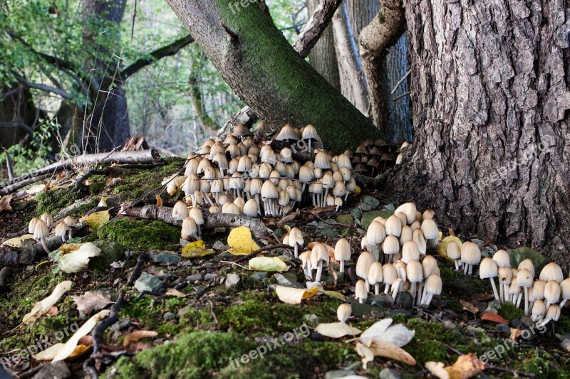 Forest Tree Mushrooms Nature Branch