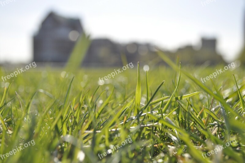 Grass Nature Spring Summer Outdoor