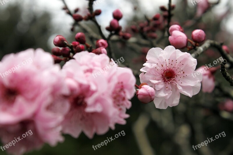 Sakura Cherry Blossom Japanese Cherry Trees Flower Tree