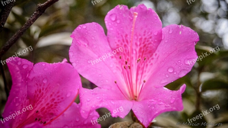 Flower Azalea Nature Plant Garden