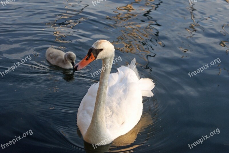 Swan Chicks Bird Waterfowl Cute