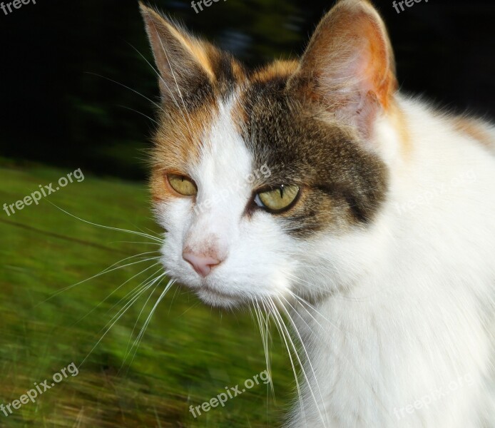 Cat Head Portrait Eyes Cat Face