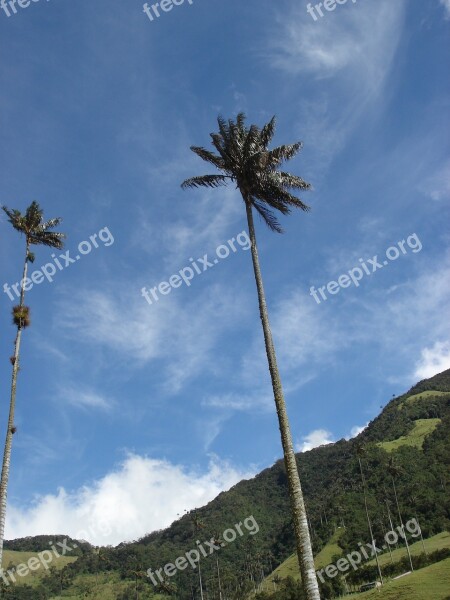 Palmas Sky Clouds Landscape Free Photos