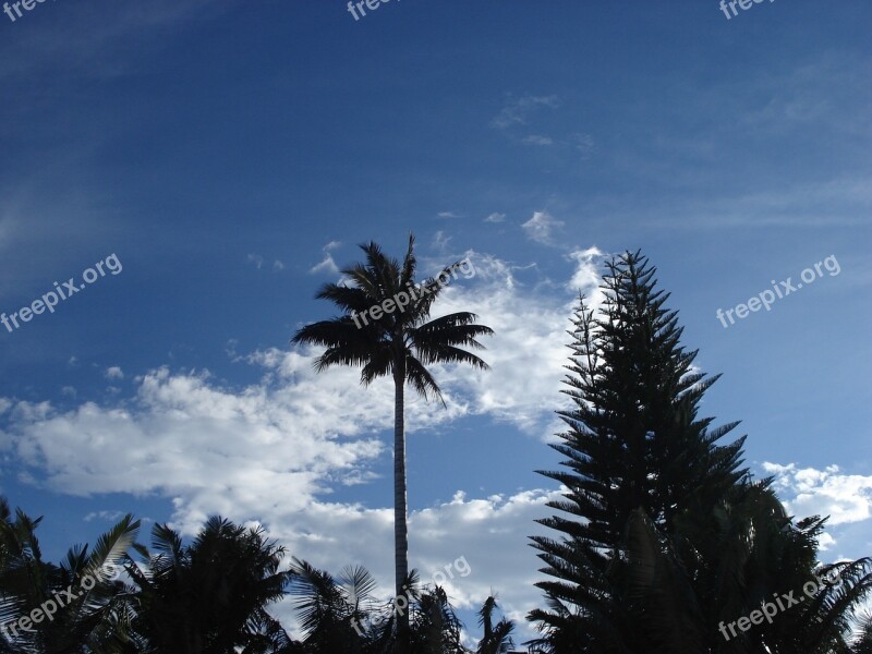 Landscape Palma Tree Sky Clouds