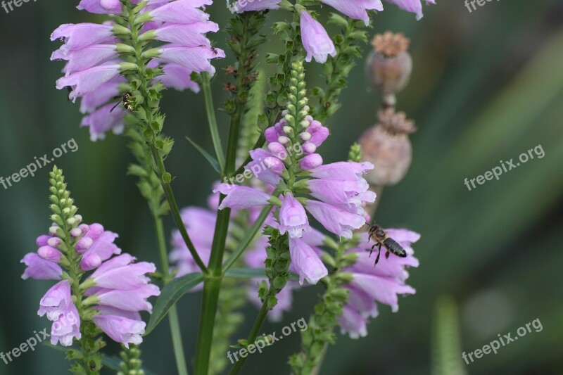 Bee Blossom Bloom Flower Violet