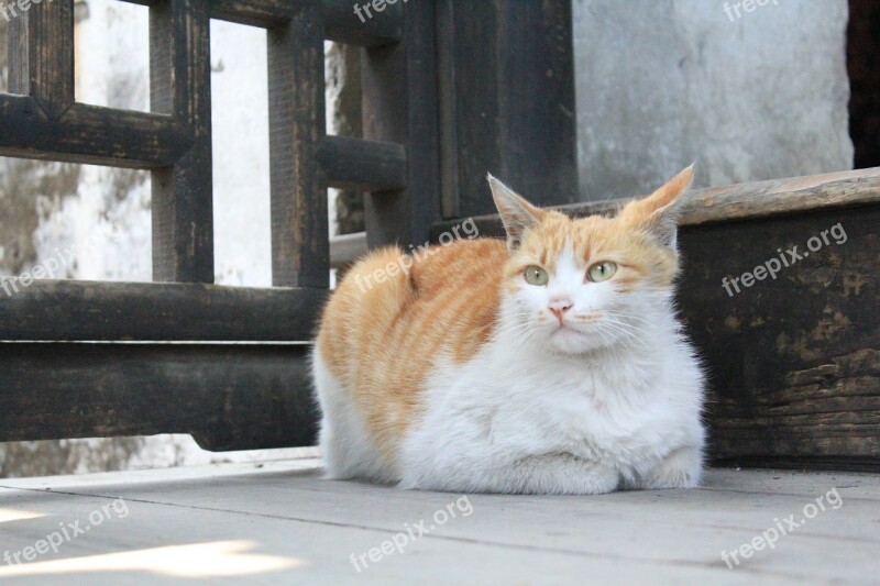 Cat Kitty Animal Calm Free Photos