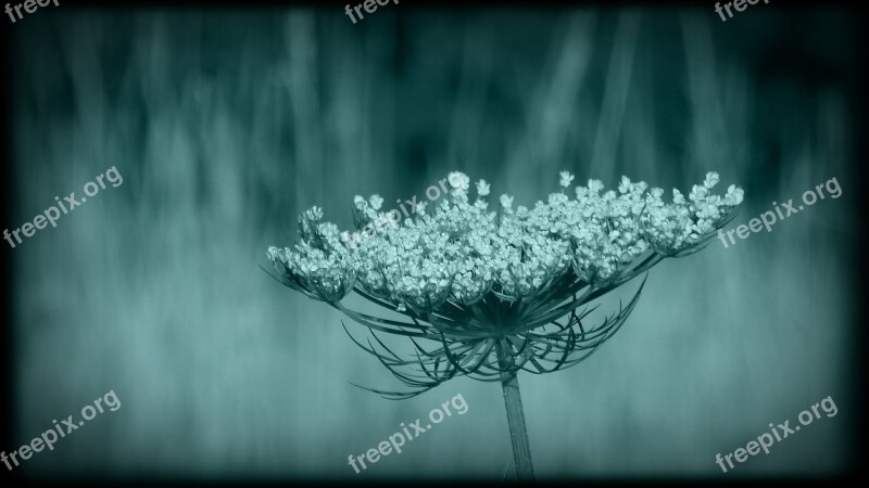 Wild Flower Black Flower Wild Carrot Free Photos