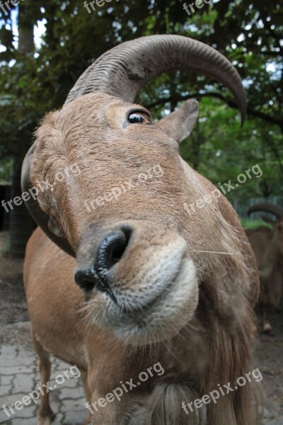 Billy Goat Horns Animal Goat Animal World