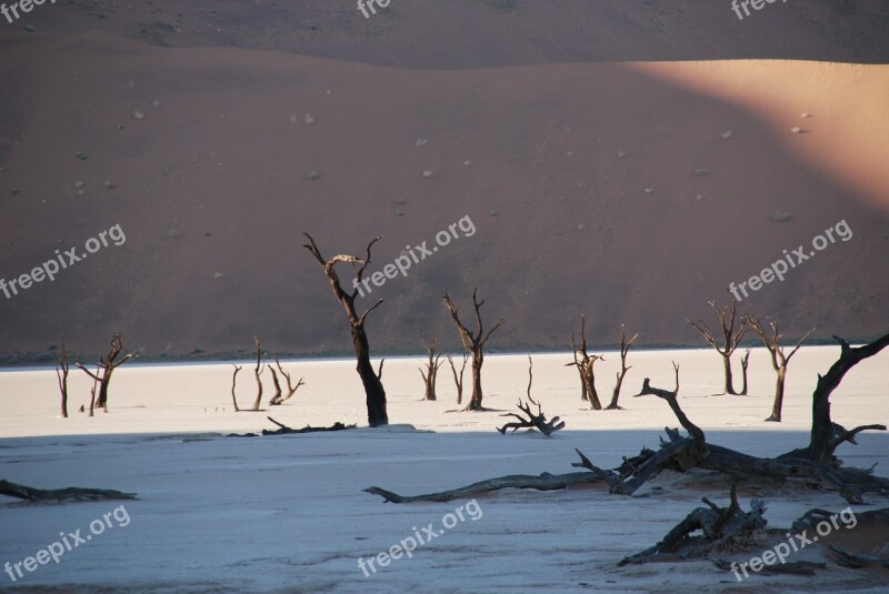 Desert Forest Tree Nature Dune