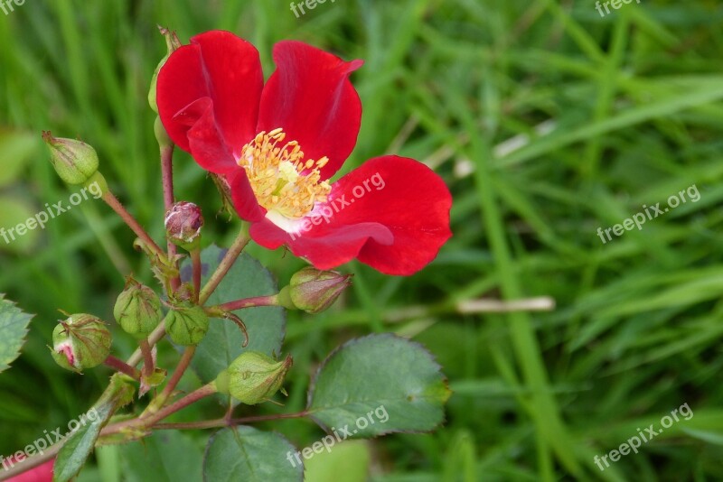 Rose Blossom Bloom Bud Red Meidiland