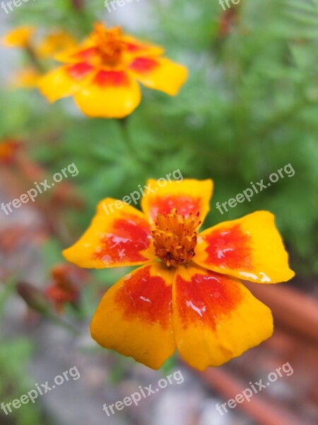 Marigold Blossom Bloom Colorful Flower