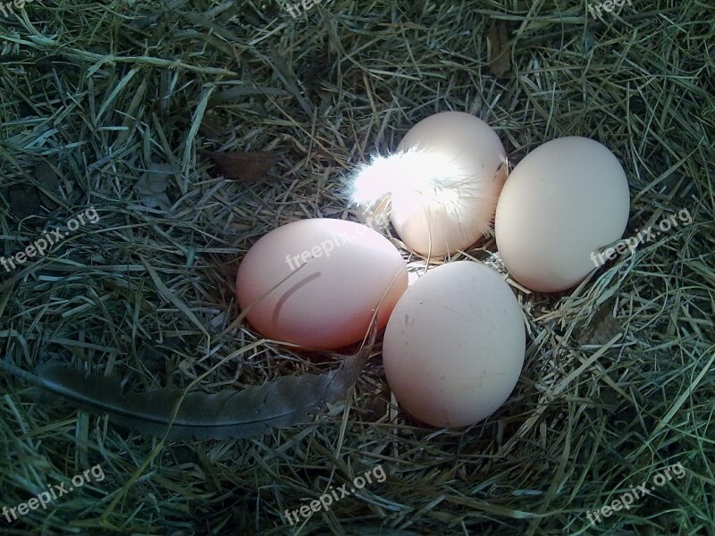 Eggs Nest Chicken Free Photos