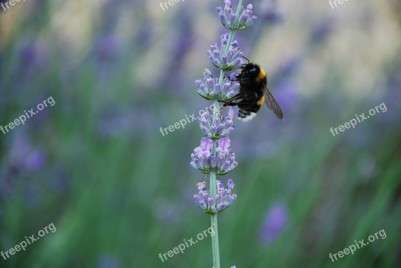 Lavender Tihany-peninsula Oil Free Photos