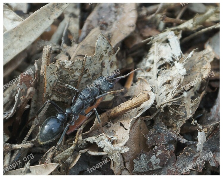 Ant Myrmecia Myrmecia Pyriformis Deadly Soldier