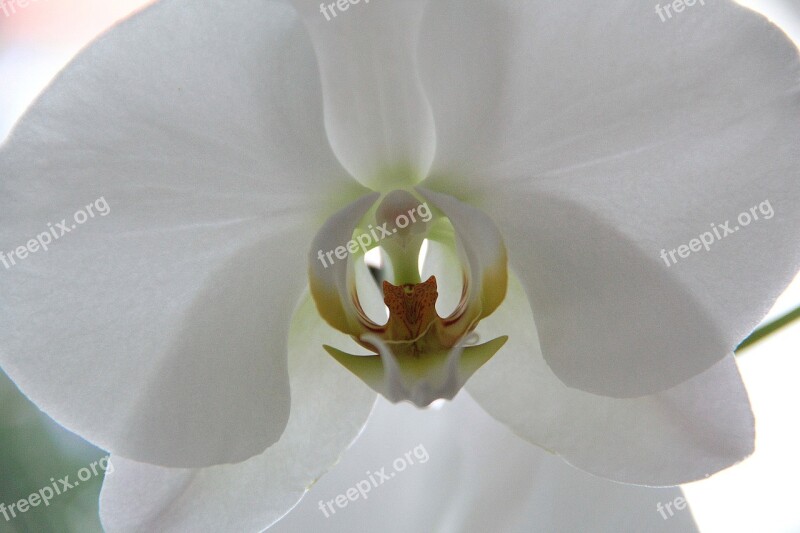 Orchid Flower Close Up Beautiful White