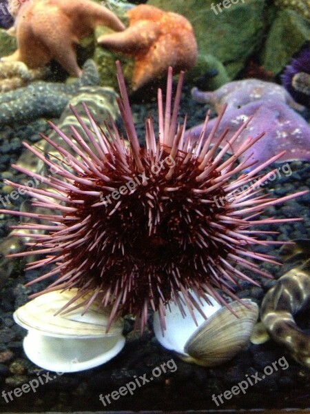 Sea Starfish Ocean Sea Urchin Aquarium